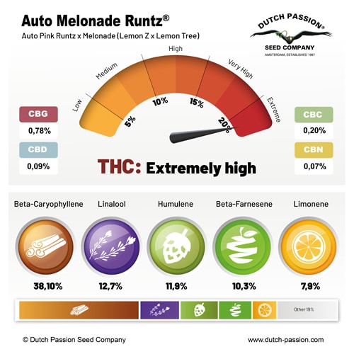 Melonade Runtz terpene and cannabinoid profile Melonade Runtz terpene and cannabinoid profile