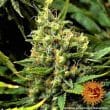Acapulco Gold Cannabis Seeds by Barneys Farm