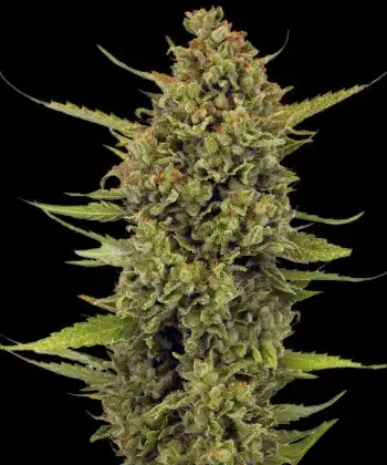 Acapulco Gold Cannabis Seeds by Barneys Farm