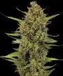 Acapulco Gold Cannabis Seeds by Barneys Farm