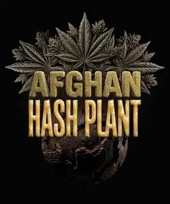 Afghan Hash Plant Auto Cannabis Seeds by Barneys Farm