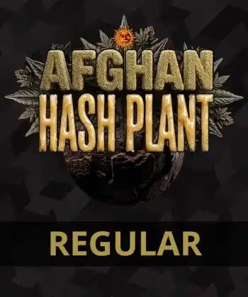 Afghan Hash Plant Regular Cannabis Seeds by Barneys Farm
