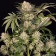 AK Feminized Cannabis Seeds by Barneys Farm