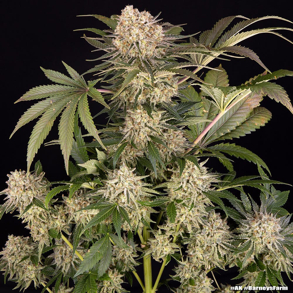 AK Feminized Cannabis Seeds by Barneys Farm AK Feminized Cannabis Seeds by Barneys Farm