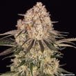 AK Feminized Cannabis Seeds by Barneys Farm