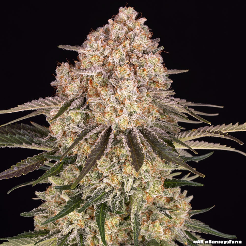 AK Feminized Cannabis Seeds by Barneys Farm AK Feminized Cannabis Seeds by Barneys Farm