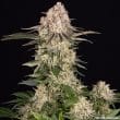 AK Feminized Cannabis Seeds by Barneys Farm