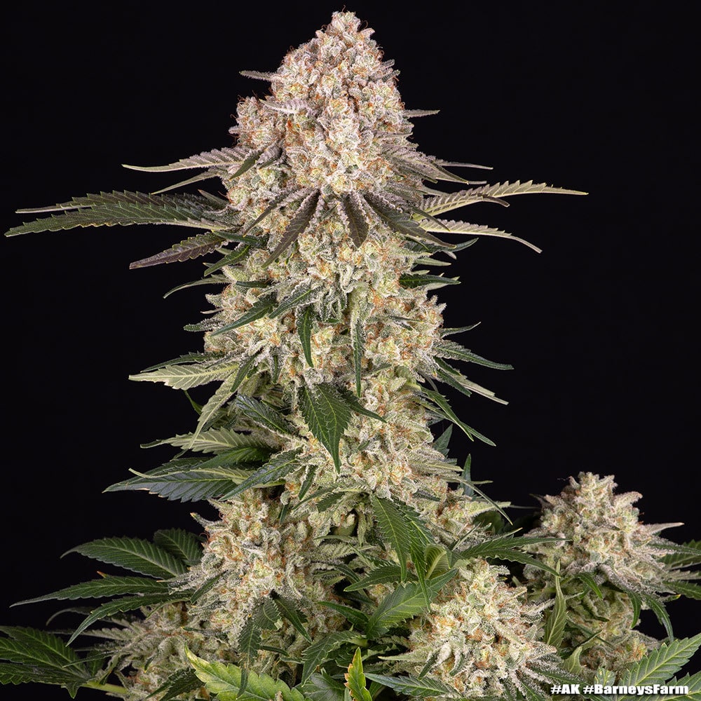 AK Feminized Cannabis Seeds by Barneys Farm AK Feminized Cannabis Seeds by Barneys Farm