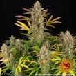 Amnesia Haze Auto Cannabis Seeds by Barneys Farm