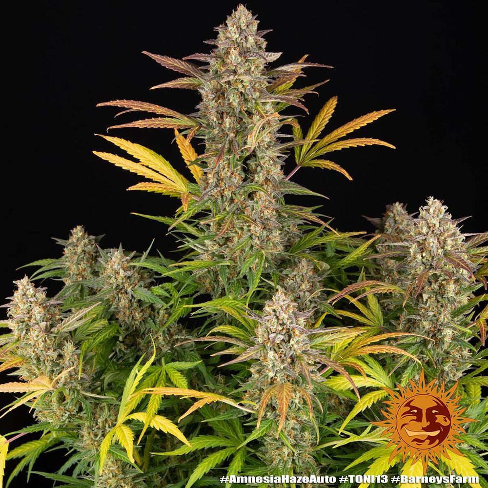 Amnesia Haze Auto Cannabis Seeds by Barneys Farm Amnesia Haze Auto Cannabis Seeds by Barneys Farm