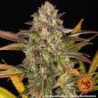 Amnesia Haze Auto Cannabis Seeds by Barneys Farm