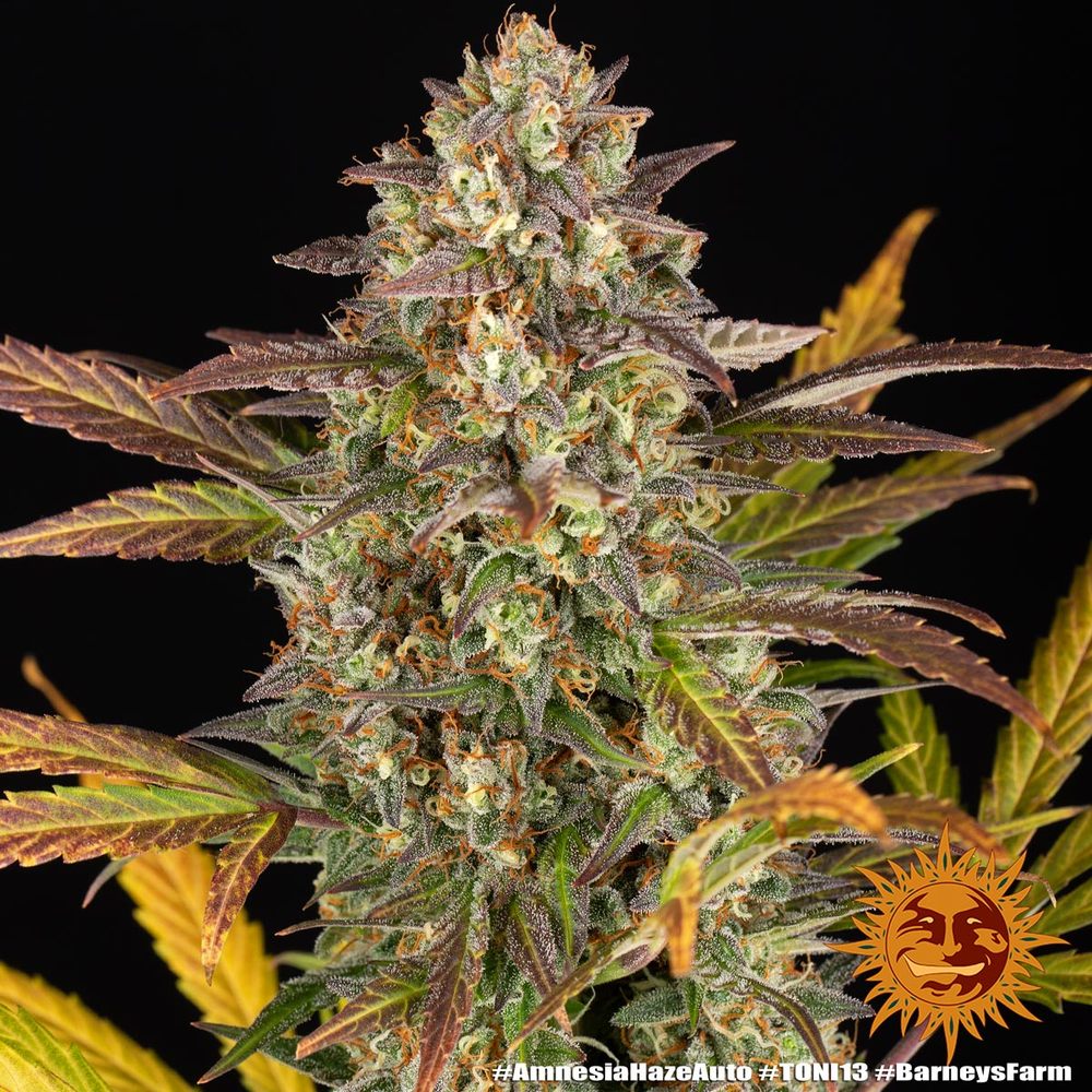 Amnesia Haze Auto Cannabis Seeds by Barneys Farm Amnesia Haze Auto Cannabis Seeds by Barneys Farm