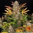 Amnesia Haze Auto Cannabis Seeds by Barneys Farm