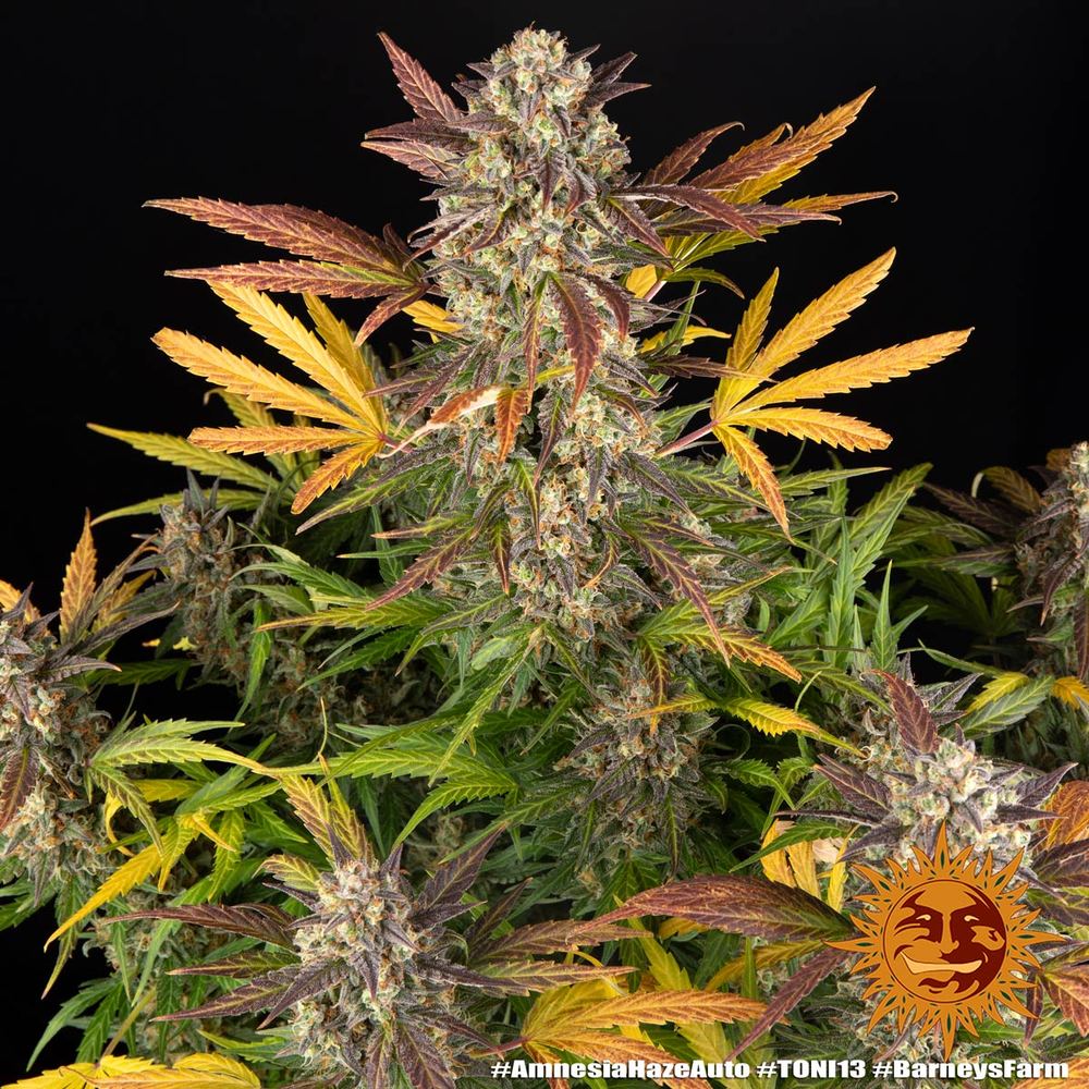 Amnesia Haze Auto Cannabis Seeds by Barneys Farm Amnesia Haze Auto Cannabis Seeds by Barneys Farm