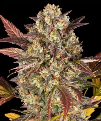 Amnesia Haze Auto Cannabis Seeds by Barneys Farm