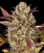 Amnesia Haze Auto Cannabis Seeds by Barneys Farm