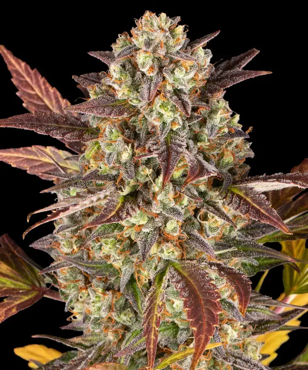 Amnesia Haze Auto Cannabis Seeds by Barneys Farm Amnesia Haze Auto Cannabis Seeds by Barneys Farm