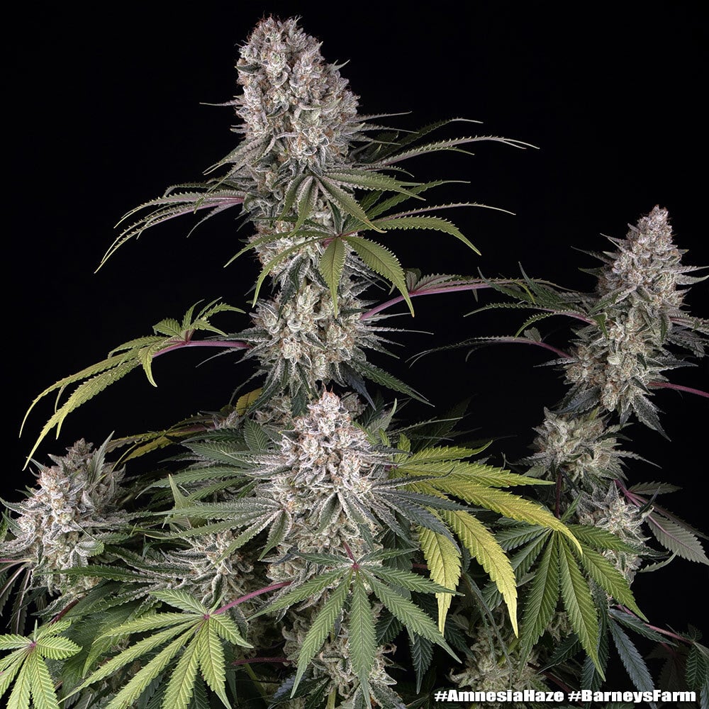 Amnesia Haze Feminized Cannabis Seeds by Barneys Farm Amnesia Haze Feminized Cannabis Seeds by Barneys Farm