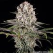 Amnesia Haze Feminized Cannabis Seeds by Barneys Farm