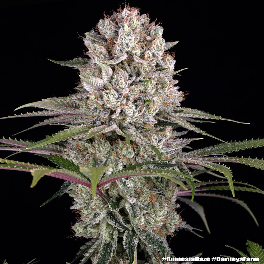 Amnesia Haze Feminized Cannabis Seeds by Barneys Farm Amnesia Haze Feminized Cannabis Seeds by Barneys Farm