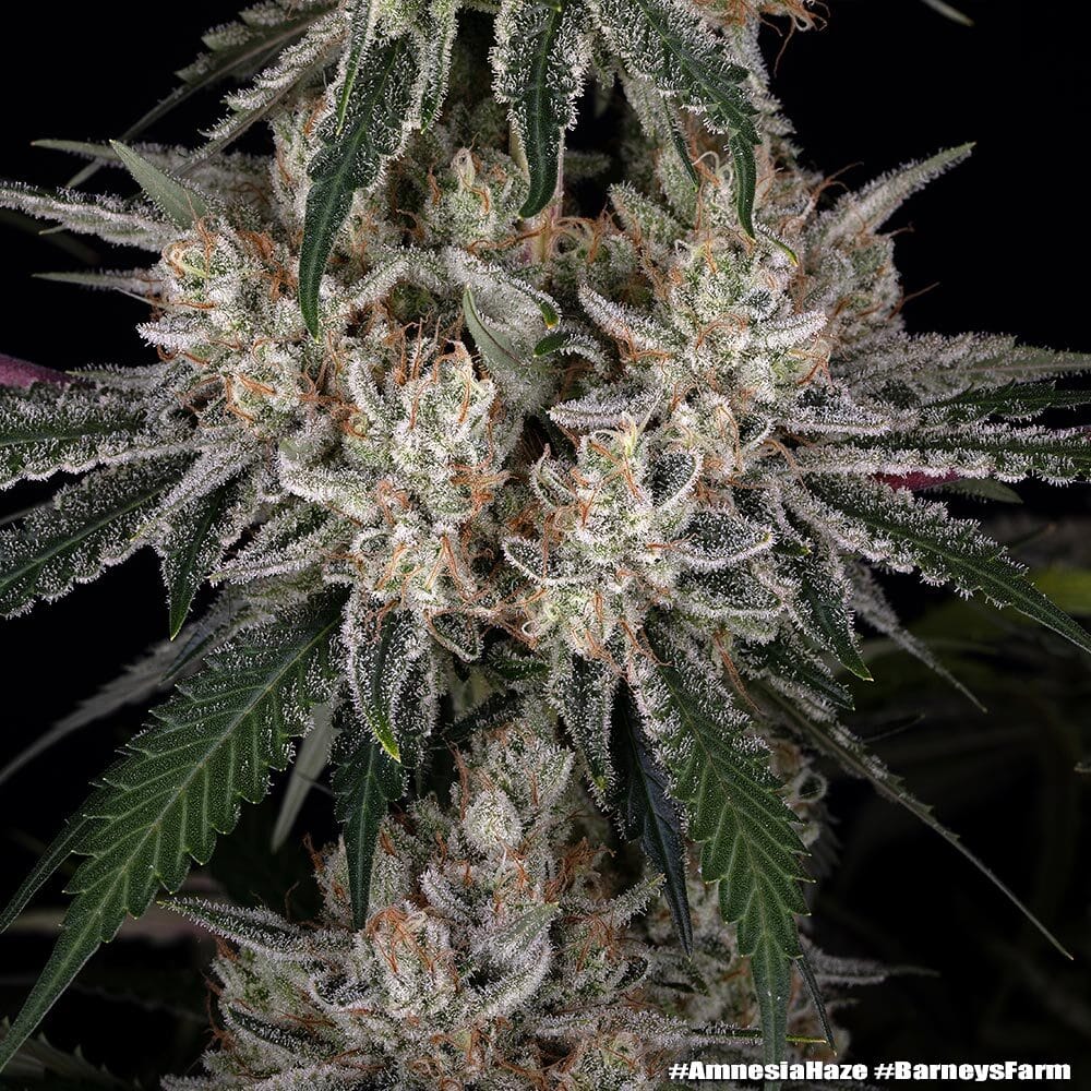 Amnesia Haze Feminized Cannabis Seeds by Barneys Farm Amnesia Haze Feminized Cannabis Seeds by Barneys Farm