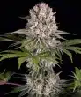 Amnesia Haze Feminized Cannabis Seeds by Barneys Farm