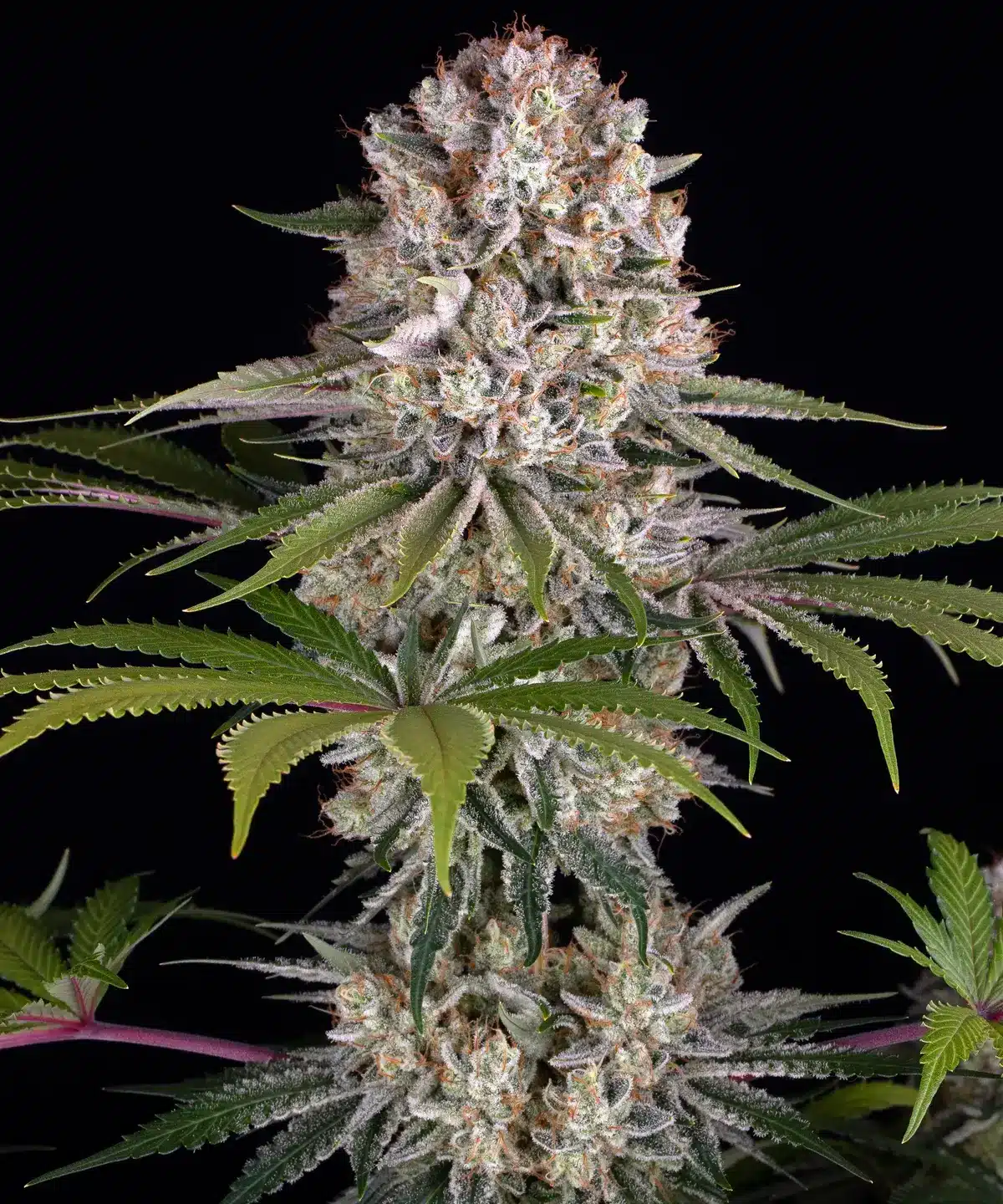 Amnesia Haze Feminized Cannabis Seeds by Barneys Farm Amnesia Haze Feminized Cannabis Seeds by Barneys Farm