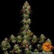 Amnesia Lemon Feminized Cannabis Seeds by Barneys Farm