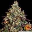 Amnesia Lemon Feminized Cannabis Seeds by Barneys Farm