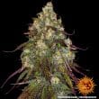 Amnesia Lemon Feminized Cannabis Seeds by Barneys Farm