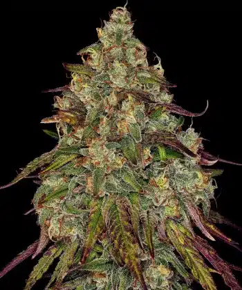 Amnesia Lemon Feminized Cannabis Seeds by Barneys Farm