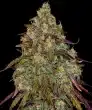 Amnesia Lemon Feminized Cannabis Seeds by Barneys Farm