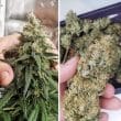 Amsterdam Amnesia Feminized Cannabis Seeds by Dutch Passion Seeds