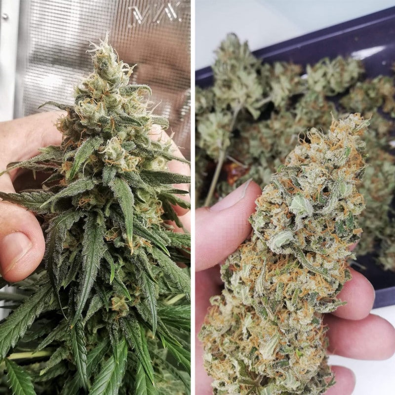 Amsterdam Amnesia Feminized by Dutch Passion Seeds Amsterdam Amnesia Feminized by Dutch Passion Seeds