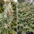 Amsterdam Amnesia Feminized Cannabis Seeds by Dutch Passion Seeds