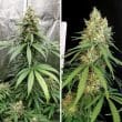 Amsterdam Amnesia Feminized Cannabis Seeds by Dutch Passion Seeds