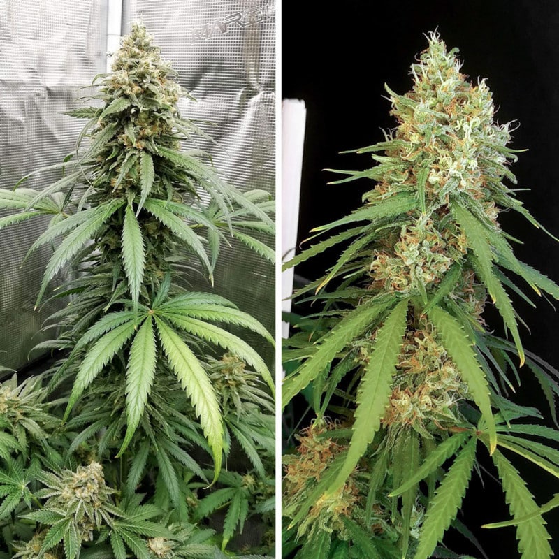 Amsterdam Amnesia Feminized by Dutch Passion Seeds Amsterdam Amnesia Feminized by Dutch Passion Seeds