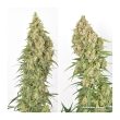 Amsterdam Amnesia Feminized Cannabis Seeds by Dutch Passion Seeds