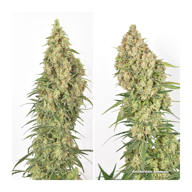 Amsterdam Amnesia Feminized by Dutch Passion Seeds Amsterdam Amnesia Feminized by Dutch Passion Seeds