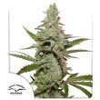 Amsterdam Amnesia Feminized Cannabis Seeds by Dutch Passion Seeds