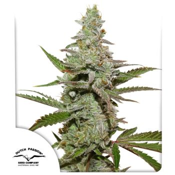 Amsterdam Amnesia Feminized Cannabis Seeds by Dutch Passion Seeds