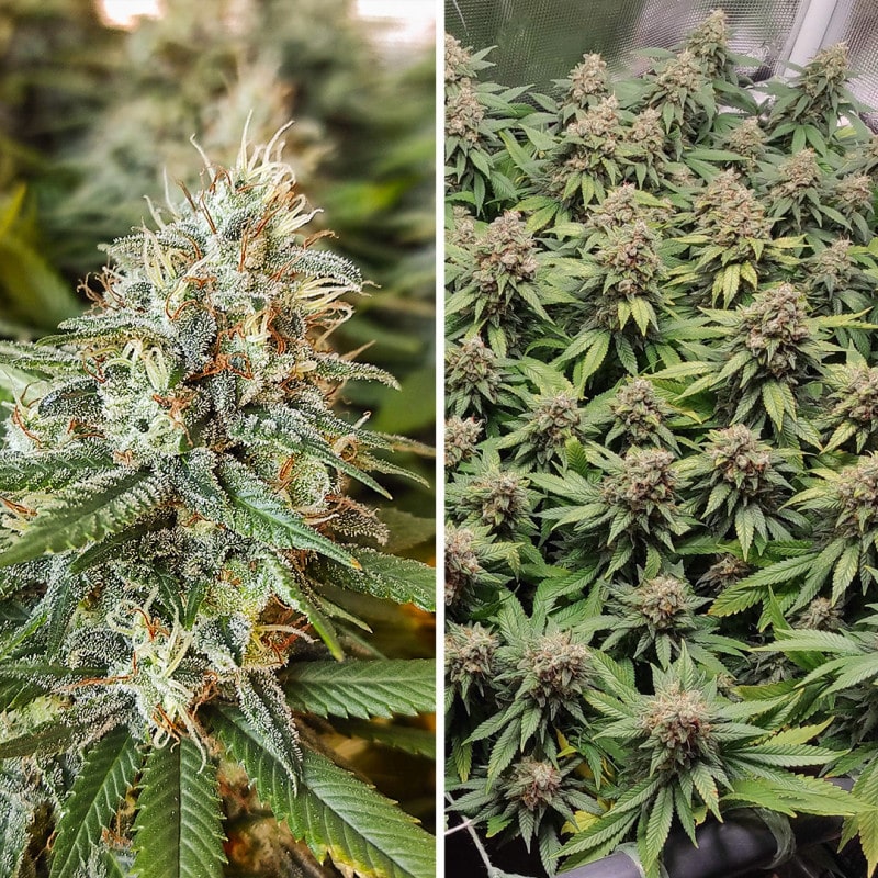 Amsterdam Amnesia Feminized by Dutch Passion Seeds Amsterdam Amnesia Feminized by Dutch Passion Seeds