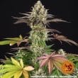 Apple Fritter Feminized Cannabis Seeds by Barneys Farm
