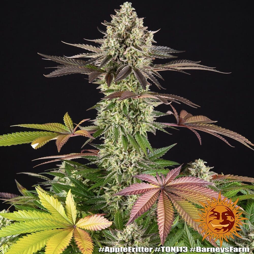 Apple Fritter Feminized Cannabis Seeds by Barneys Farm Apple Fritter Feminized Cannabis Seeds by Barneys Farm