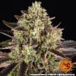 Apple Fritter Feminized Cannabis Seeds by Barneys Farm