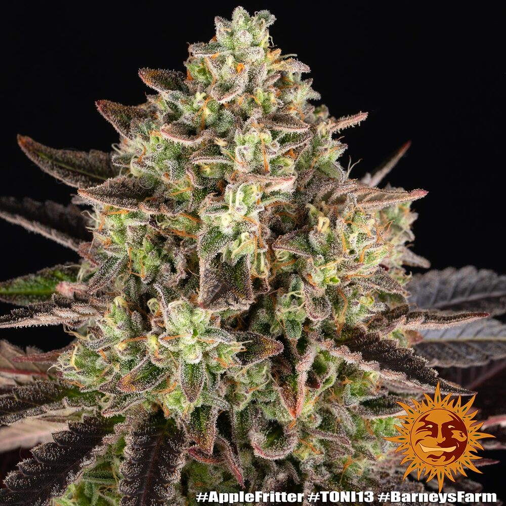 Apple Fritter Feminized Cannabis Seeds by Barneys Farm Apple Fritter Feminized Cannabis Seeds by Barneys Farm
