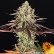 Apple Fritter Feminized Cannabis Seeds by Barneys Farm