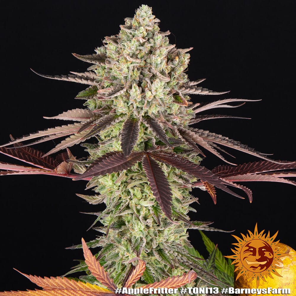 Apple Fritter Feminized Cannabis Seeds by Barneys Farm Apple Fritter Feminized Cannabis Seeds by Barneys Farm