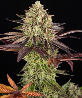 Apple Fritter Feminized Cannabis Seeds by Barneys Farm