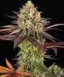 Apple Fritter Feminized Cannabis Seeds by Barneys Farm